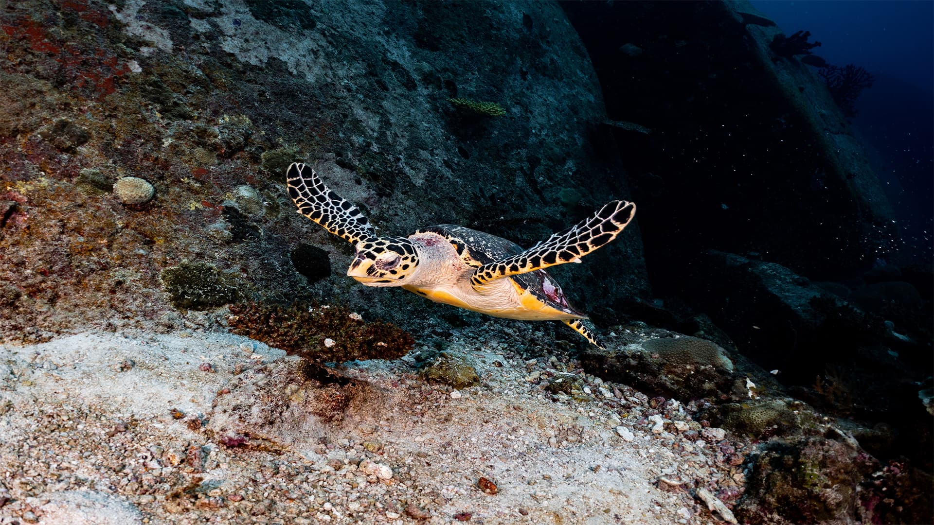 Turtle Encounter, Snorkeling And Beach Break At Silk Caye